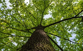 This image appears to show a mature hardwood tree, likely an oak species, viewed from a low angle looking up its textured trunk and into the green canopy.